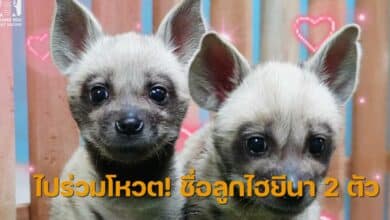 โหวตชื่อลูกไฮยีนา 2 ตัว