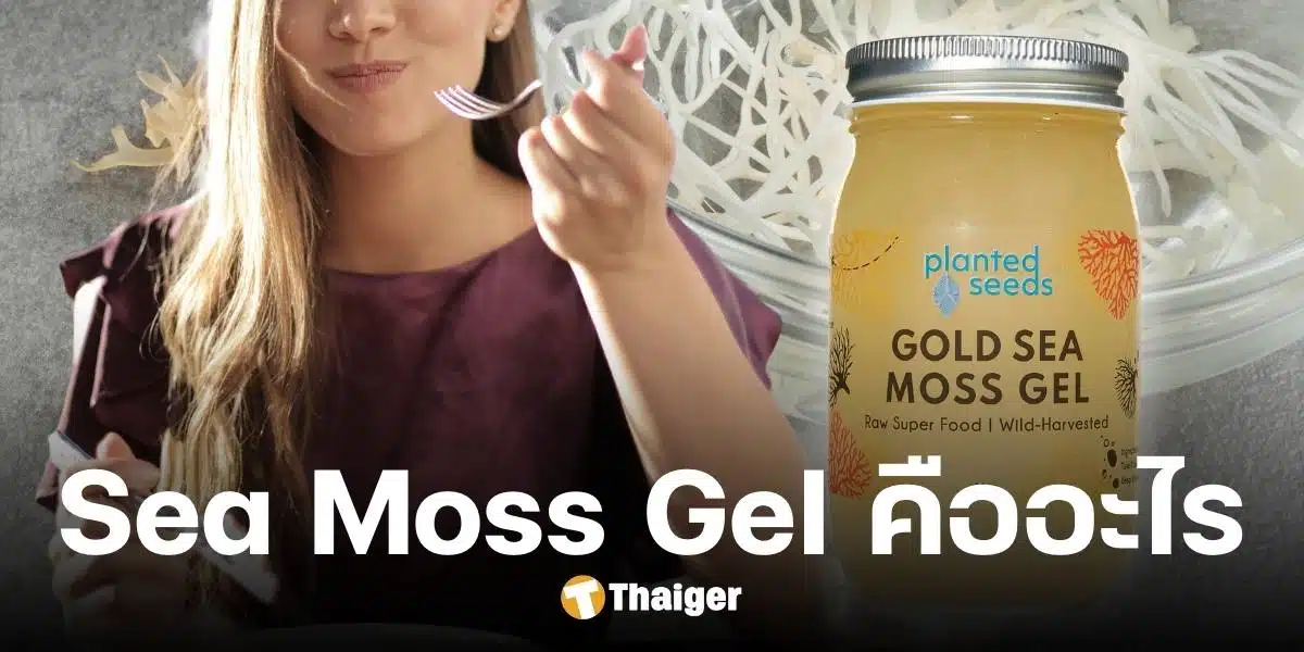 Sea Moss Gel คืออะไร เปิดทุกข้อสงสัย ซูเปอร์ฟู้ดที่กำลังมาแรง ดีจริงไหม