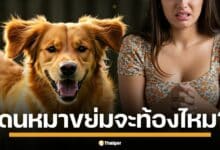 สาวโทรมาเล่าว่า เมื่อวานนี้ โกลเด้นรีทรีฟเวอร์ของฉัน... เอ่อ... ขึ้นขี่ฉันตอนที่ฉันนอนหลับอยู่ค่ะ