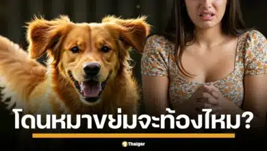 สาวโทรมาเล่าว่า เมื่อวานนี้ โกลเด้นรีทรีฟเวอร์ของฉัน... เอ่อ... ขึ้นขี่ฉันตอนที่ฉันนอนหลับอยู่ค่ะ