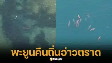 7 ปีที่หายไป วันนี้ พะยูน กลับมาอ่าวตราดแล้ว พร้อมฝูงโลมา 40 ตัว