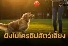 Partnerhub เปิดตัวแคมเปญ ‘Microchip Everywhere, Care for Every Pet’ สนับสนุนฝังไมโครชิปสัตว์เลี้ยง