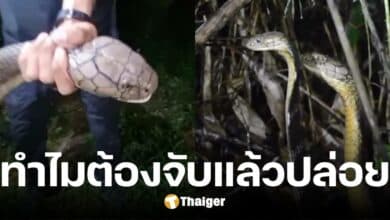 นิค อสรพิษวิทยา เคลียร์ดราม่า จับงูแล้วปล่อย เป็นสาเหตุงูแพร่ล้นเมือง จริงหรือไม่