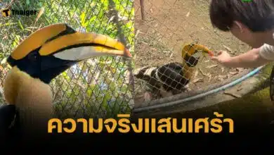 จนท. เผย &quot;นกเงือกพลูโต&quot; แบ่งอาหารให้นทท. เพราะคิดว่าเป็นคู่ที่จากไป