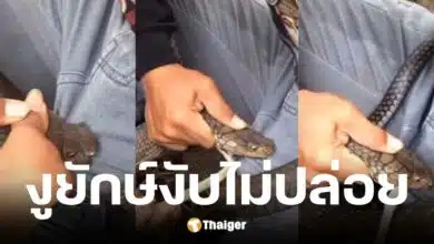 ชายชาวบราซิลถูกงูยักษ์ในป่ากัดเป้า