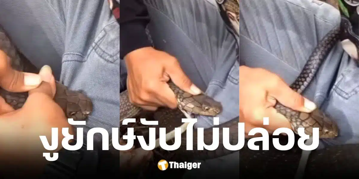 ชายชาวบราซิลถูกงูยักษ์ในป่ากัดเป้า