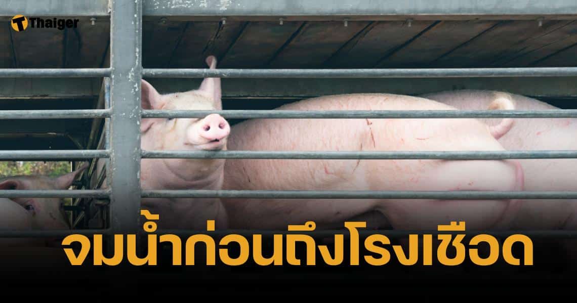 สลด รถบรรทุกหมู พลิกคว่ำตกคลองก่อนถึงโรงเชือด จมน้ำดับเกือบ 100 ตัว