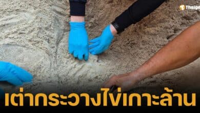 เต่ากระ เซอร์ไพรส์ วางไข่ 153 ฟอง กลางหาดดังเกาะล้าน เป็นครั้งแรก