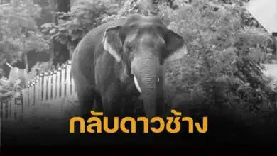 พลายงาเดียว ช้างป่านครนายก ล้มแล้ว