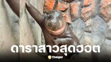 ยอดคนเข้าสวนสัตว์เปิดเขาเขียวดูหมูเด้ง ฮิปโปแคระ ทะละ 1 ล้านคนใน 6 เดือน