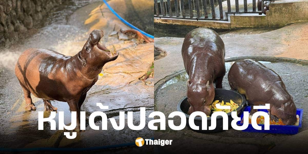 สวนสัตว์เปิดเขาเขียวแจ้งข่าวจากเหตุการณ์แผ่นดินไหวหมูเด้งปลอดภัยดี