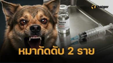 ดับแล้ว 2 ราย หมากัดไม่ไปฉีดวัคซีนพิษสุนัขบ้า เตือน 3 จังหวัด สัตว์ติดเชื้อสูงสุด