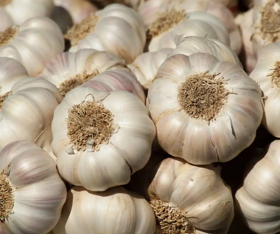 กระเทียมจีน ลูกใหญ่ สัขาว