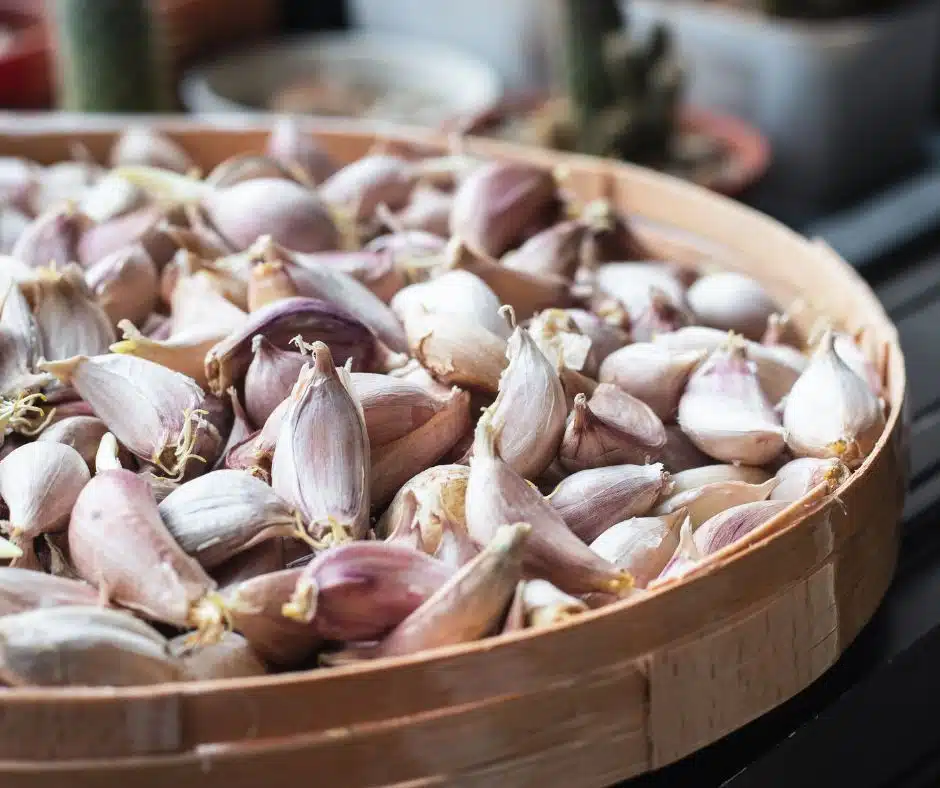 กระเทียมไทย กลีบเล็ก สีขาว