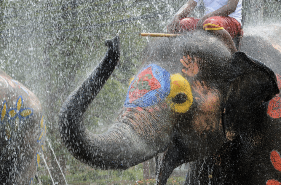 สงกรานต์อยุธยา เล่นน้ำกับช้าง 