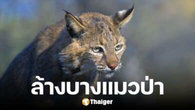 ออสเตรเลีย ฆ่าล้างบาง 'แมวป่า' สาเหตุทำสัตว์พื้นถิ่นตาย 1.5 พันล้านตัวต่อปี