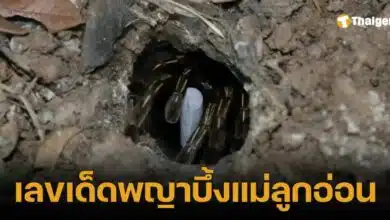 ส่องเลขเด็ด พญาบึ้งแม่ลูกอ่อน 16/4/68 เด่น-รอง-กลับ ครบ คอหวยดูด่วน