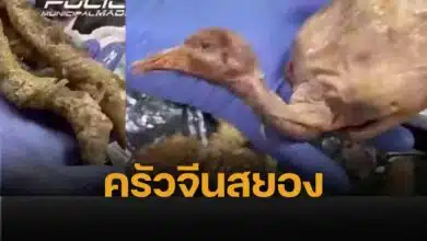 ร้านอาหารจีนสุดแสบ เสิร์ฟเป็ดย่าง แต่ใช้นกพิราบข้างถนน ครัวโสโครก สนิมเขรอะ เจอสั่งปิดทันที