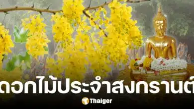 รู้จัก "ราชพฤกษ์" ดอกไม้ประจำสงกรานต์ ความเชื่อ-ประวัติ สัญลักษณ์แห่งความสุข