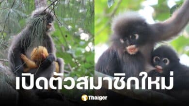 ค่างแว่นถิ่นใต้ ณ อุทยานแห่งชาติหมู่เกาะลันตา จังหวัดกระบี่