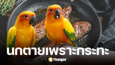 นกแก้วตายปริศนา หลังเจ้าของปิ้งบาร์บีคิวในบ้าน ชาวเน็ตชี้ภัยเงียบ ควันพิษกระทะ