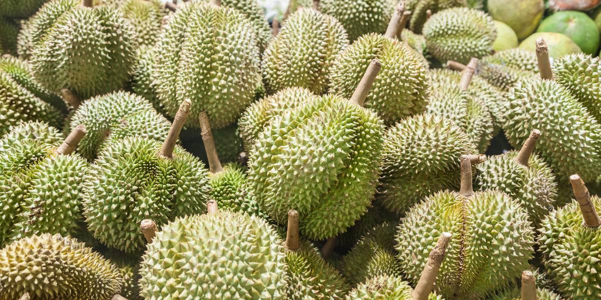 ทุเรียน