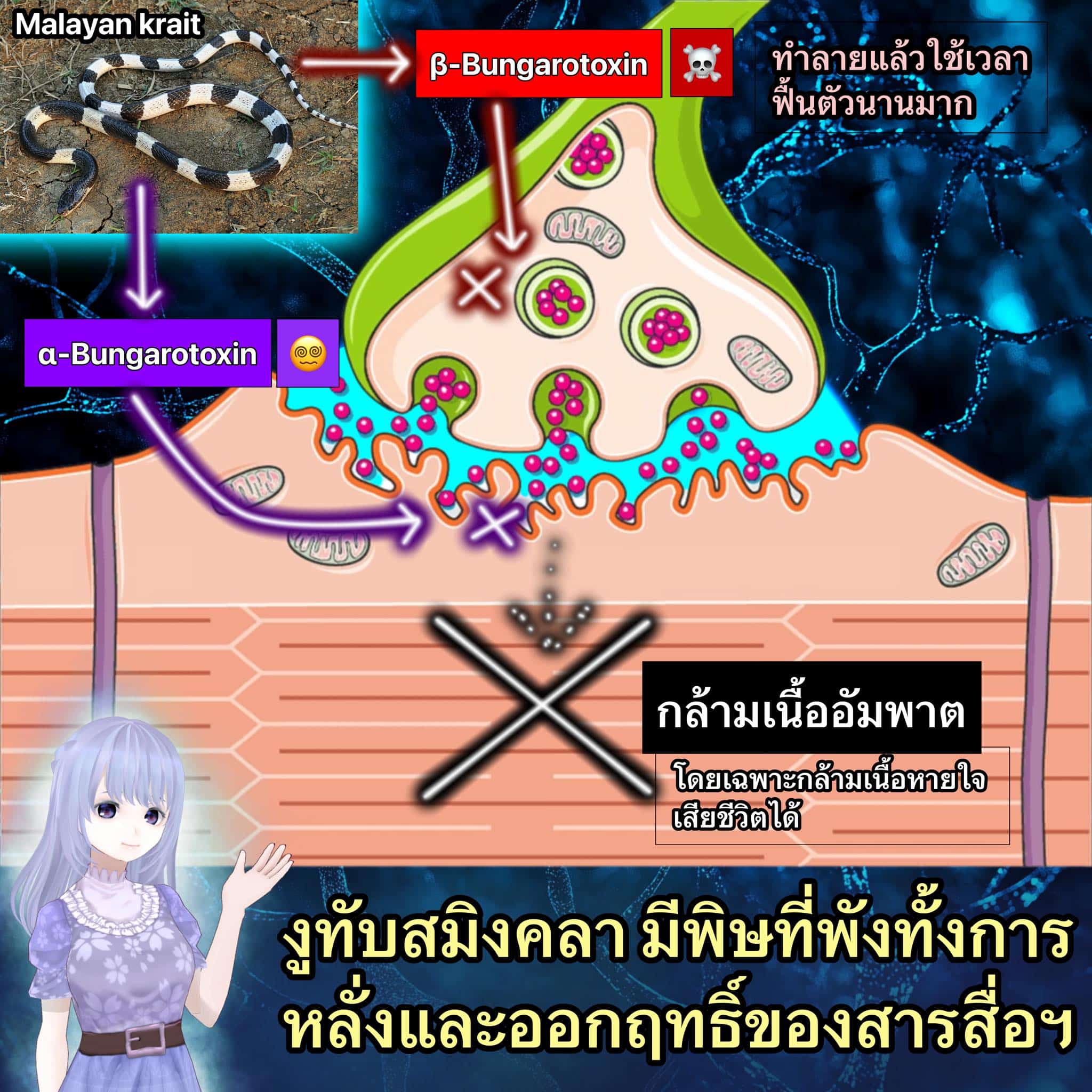 Milica filtrado poringa