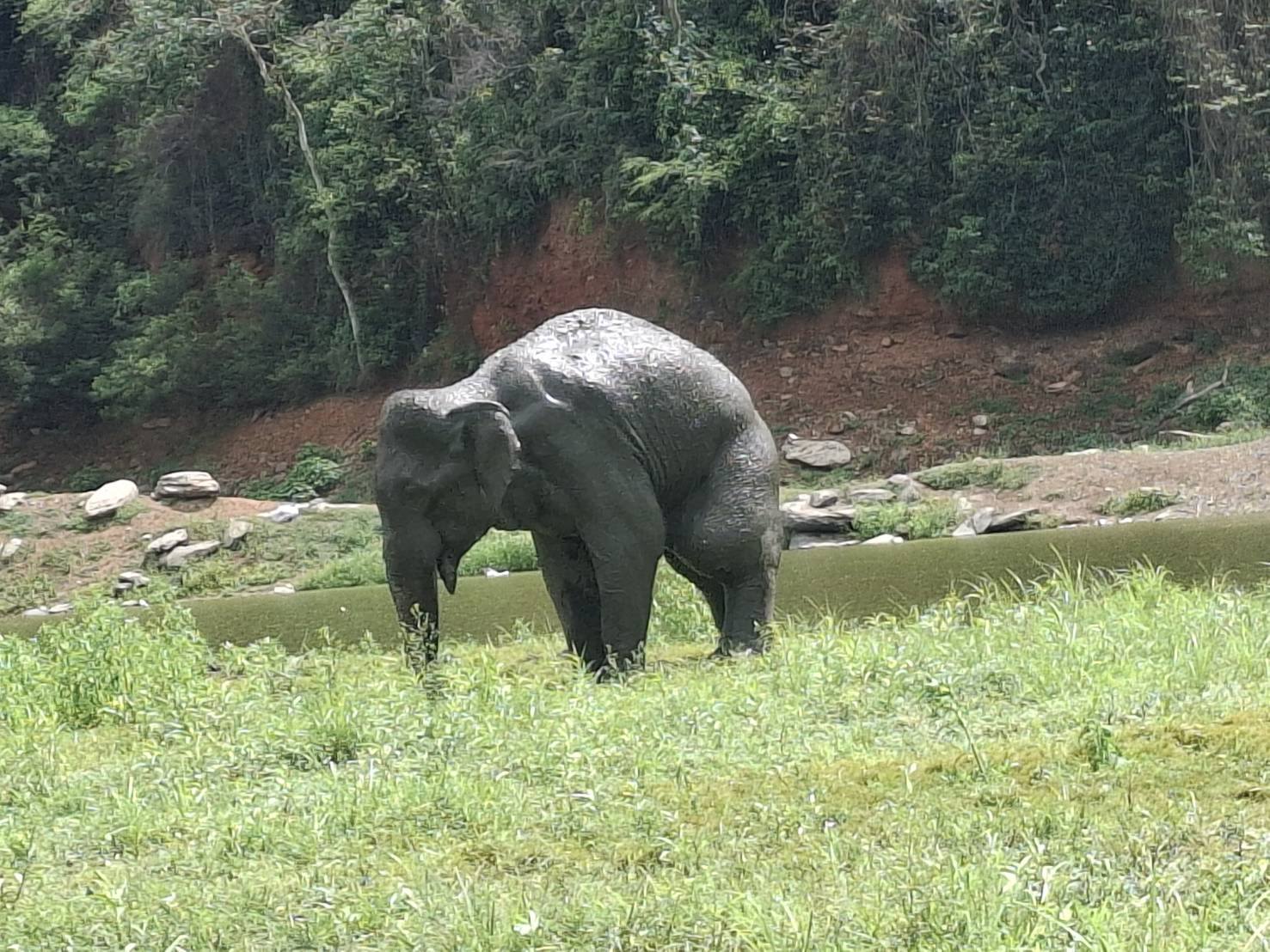 คนใจร้ายยิง ช้างป่ากุยบุรี 3.5 ตัน สิ้นใจสลด ชันสูตรพบ 5 รอยกระสุนฝังใน ทั้งงวง โคนงา ช่องท้อง และขาหลังด้านซ้าย
