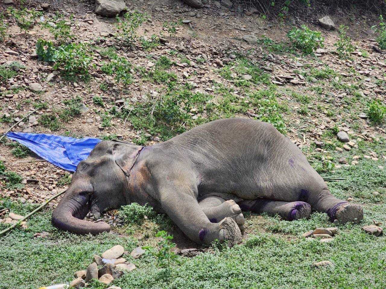คนใจร้ายยิง ช้างป่ากุยบุรี 3.5 ตัน สิ้นใจสลด ชันสูตรพบ 5 รอยกระสุนฝังใน ทั้งงวง โคนงา ช่องท้อง และขาหลังด้านซ้าย