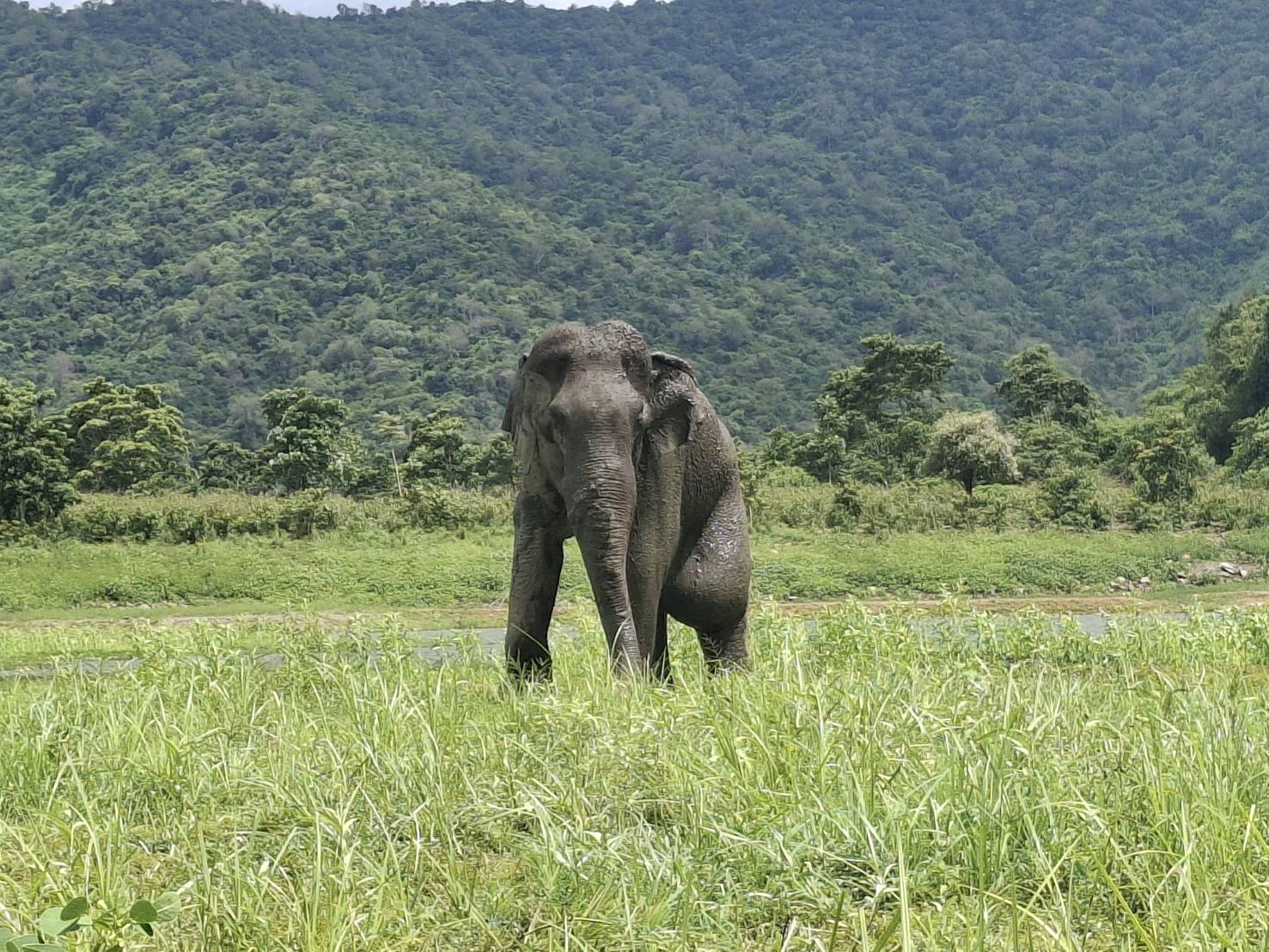 คนใจสัตว์ ยิงช้างป่ากุยบุรี 3.5 ตัน สิ้นใจสลด ชันสูตรพบ 5 รอยกระสุนฝังใน