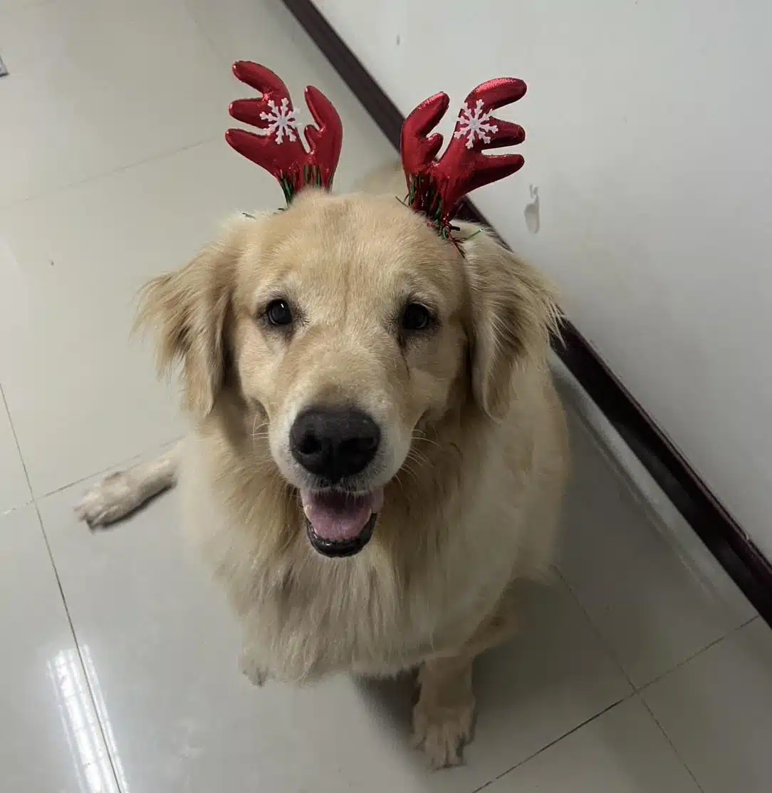 น้องคาปู สุนัขหัวติดกำแพงเสียชีวิต - 1