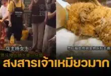 ปวดใจ น้องแมวตกหม้อหม่าล่า เจ็บสาหัส ขา-อุ้งเท้าไหม้ กระดูกหัก (คลิป)