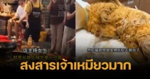 ปวดใจ น้องแมวตกหม้อหม่าล่า เจ็บสาหัส ขา-อุ้งเท้าไหม้ กระดูกหัก (คลิป)