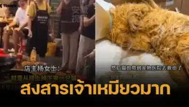 ปวดใจ น้องแมวตกหม้อหม่าล่า เจ็บสาหัส ขา-อุ้งเท้าไหม้ กระดูกหัก (คลิป)
