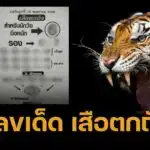 เลขเด็ด เสือตกถัง 16 พ.ค. 68