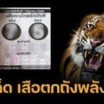 เลขเด็ด เสือตกถังพลังเงินดี 1 มิ.ย. 68 เบอร์พยัคฆ์เหนี่ยวทรัพย์ เบิ้ลควรระวัง