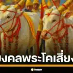 เปิดเลขเด็ดมงคล พระโคพอ พระโคเพียง พระโคคู่ขวัญ วันพืชมงคล 2568 อายุ ส่วนสูง ความยาวลำตัว รอบอก คอหวยจับตาเลขชุดใหญ่จากพิธีศักดิ์สิทธิ์