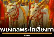 เปิดเลขเด็ดมงคล พระโคพอ พระโคเพียง พระโคคู่ขวัญ วันพืชมงคล 2568 อายุ ส่วนสูง ความยาวลำตัว รอบอก คอหวยจับตาเลขชุดใหญ่จากพิธีศักดิ์สิทธิ์