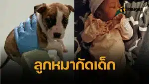 มีเงื่อนงำ ลูกหมาพิตบูล ขย้ำกินหน้าทารก 1 เดือนดับสยอง หมอเผยผลชันสูตร ยิ่งคดีพลิก