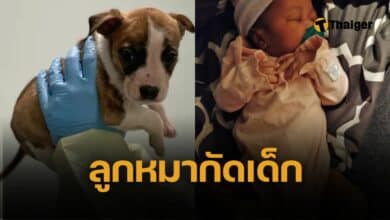 มีเงื่อนงำ ลูกหมาพิตบูล ขย้ำกินหน้าทารก 1 เดือนดับสยอง หมอเผยผลชันสูตร ยิ่งคดีพลิก