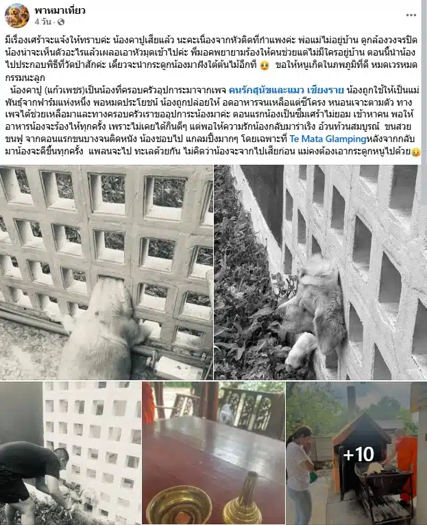 น้องคาปู สุนัขหัวติดกำแพงเสียชีวิต