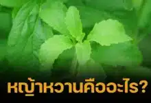 ไขสงสัย "หญ้าหวานคืออะไร" ทำไมนายกเบี้ยว-กัน เปรียบถึงแบบเจ็บแสบ