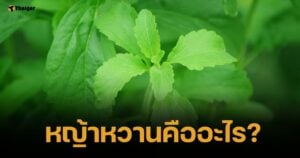 ไขสงสัย "หญ้าหวานคืออะไร" ทำไมนายกเบี้ยว-กัน เปรียบถึงแบบเจ็บแสบ