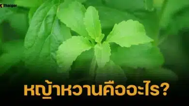 ไขสงสัย "หญ้าหวานคืออะไร" ทำไมนายกเบี้ยว-กัน เปรียบถึงแบบเจ็บแสบ