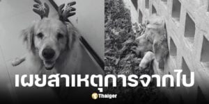 เพจ พาหมาเที่ยว แจ้งข่าวเศร้า เจ้าคาปู สุนัขแสนรักเสียชีวิตแล้ว หลังหัวติดที่กำแพง