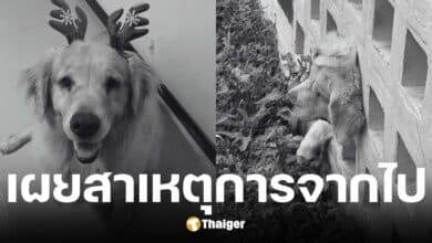 เพจ พาหมาเที่ยว แจ้งข่าวเศร้า เจ้าคาปู สุนัขแสนรักเสียชีวิตแล้ว หลังหัวติดที่กำแพง