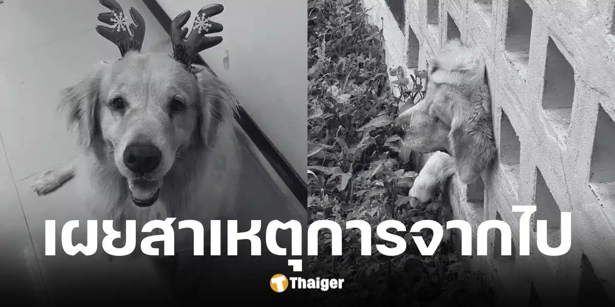 เพจ พาหมาเที่ยว แจ้งข่าวเศร้า เจ้าคาปู สุนัขแสนรักเสียชีวิตแล้ว หลังหัวติดที่กำแพง