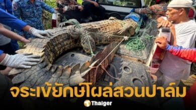 ระทึก จระเข้หนัก 410 กก. โผล่สวนปาล์ม ชาวบ้านช่วยกันจับ ก่อนเจ้าหน้าที่ถึง