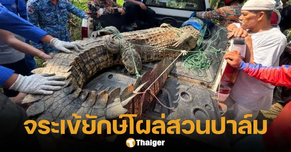 ระทึก จระเข้หนัก 410 กก. โผล่สวนปาล์ม ชาวบ้านช่วยกันจับ ก่อนเจ้าหน้าที่ถึง