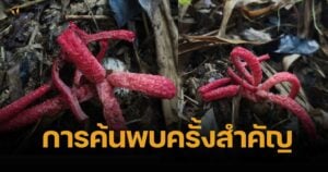 เปิดภาพ "เห็ดนิ้วมือปีศาจ" หลังพบครั้งแรกในรอบ 9 ปี บนผืนป่าแก่งกระจาน